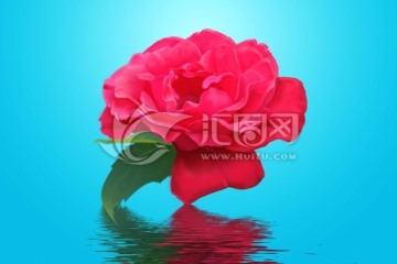 手繪花