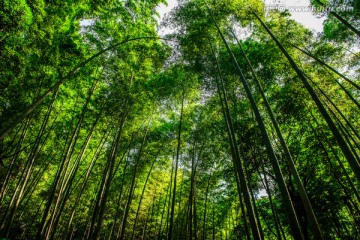 竹林 竹叶