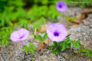 牵牛花