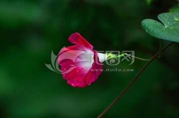 雨后牵牛花