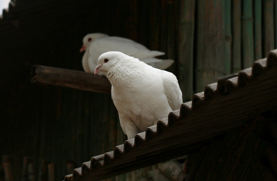 鸽子