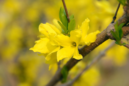 迎春花