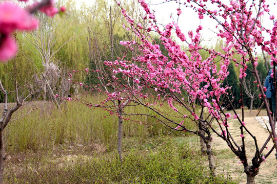 榆叶梅