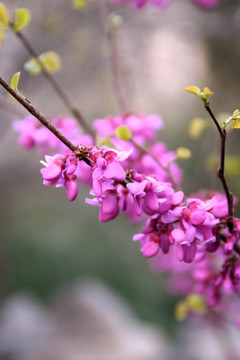 紫荆花