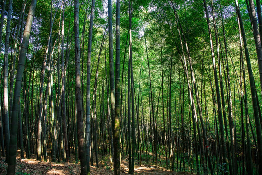 阳光竹林