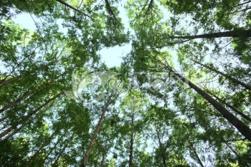 树林 树冠