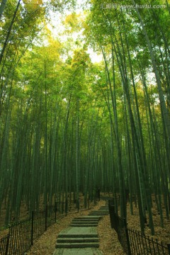 竹林小道