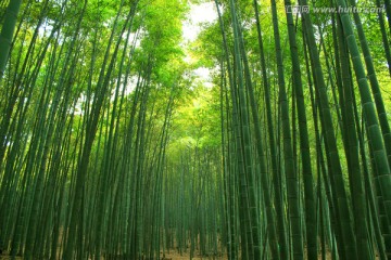 竹子 天空