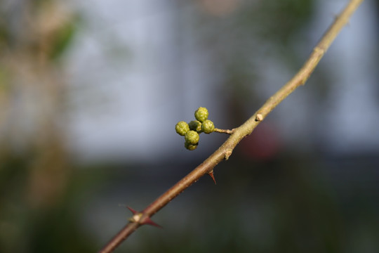 花椒