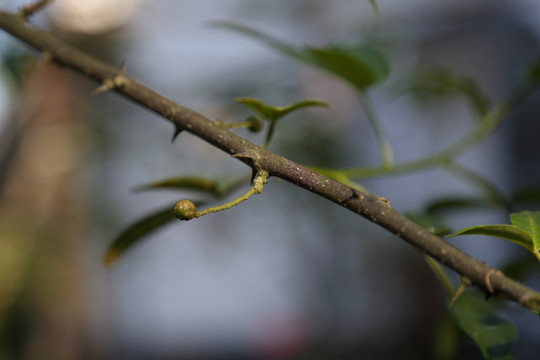 花椒