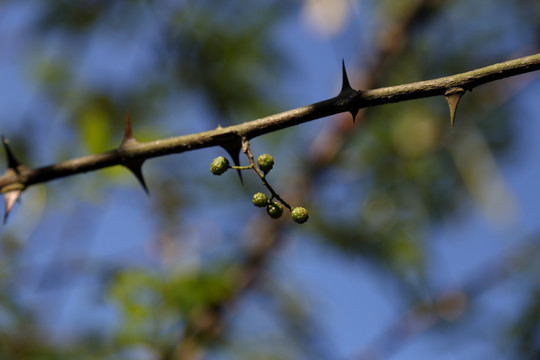 花椒