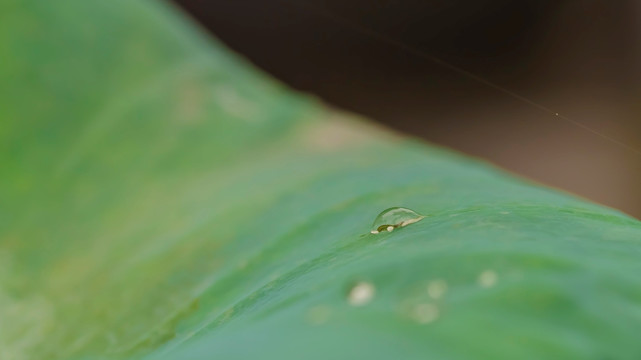 荷叶露水