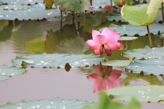 荷花池