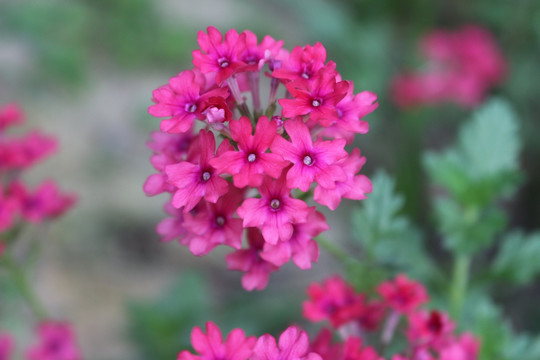 粉色美女樱花