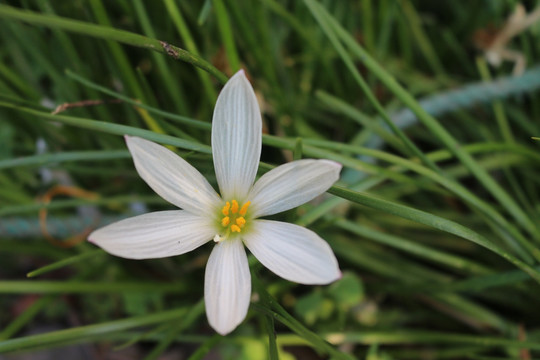 葱兰花 草兰花