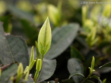 茶叶 茶树