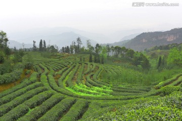 茶叶 茶树