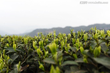 茶叶 茶树