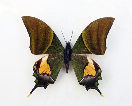 金带喙凤蝶