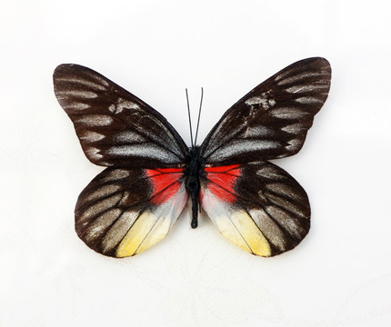 红腋斑粉蝶