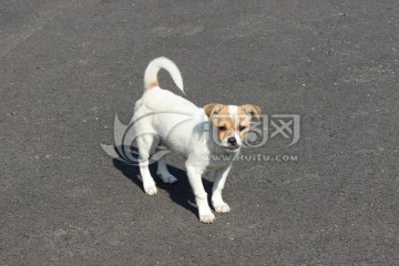 狗 犬 吉娃娃