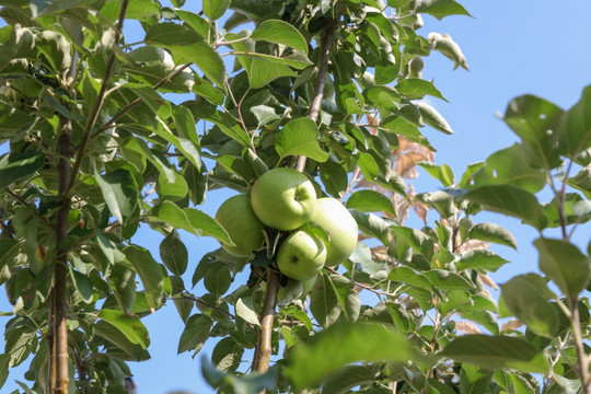 苹果 苹果树 Apple