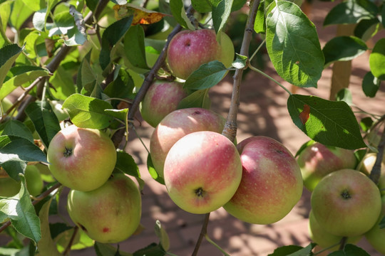 苹果 苹果树 Apple