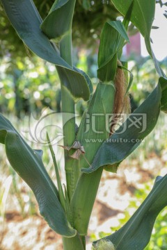 玉米 苞米 corn