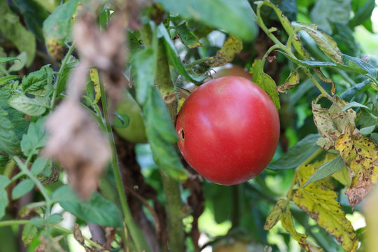 Tomato 西红柿 洋柿子