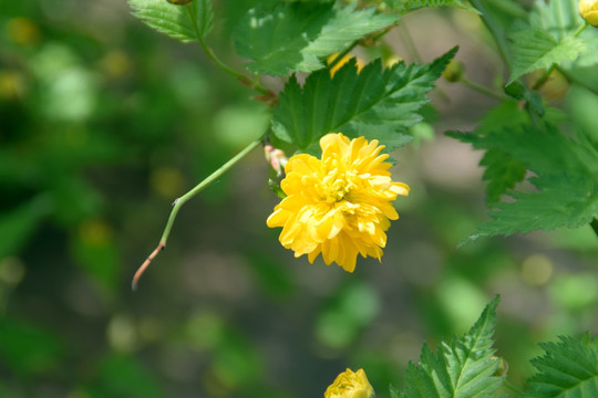 棣棠花