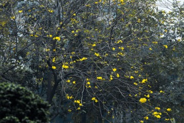 黄花风铃木