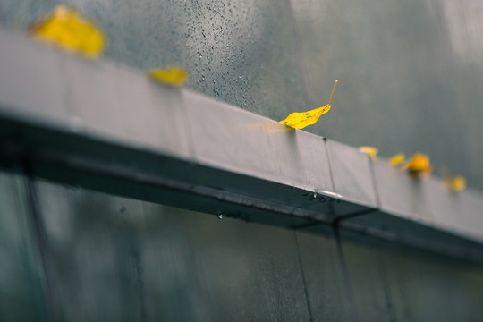 雨后落叶