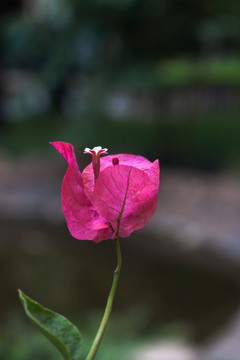 花三角梅