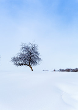 雪中的树