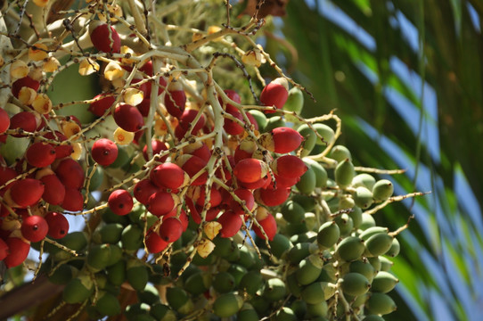 椰树上的红色果实