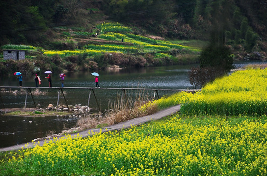 小桥流水油菜花