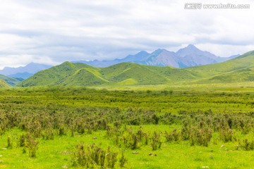 甘肃张掖祁连山草原