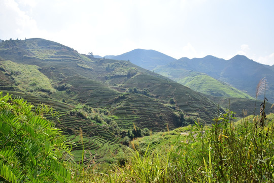 铁观音茶山茶园