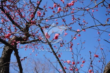 梅花 紅梅