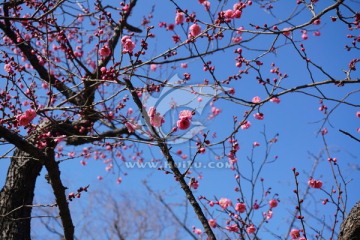 梅花 红梅