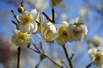 梅花 白梅