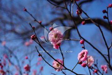 梅花 紅梅