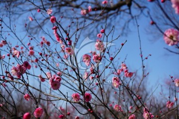 红梅 梅花