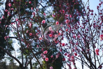 梅花 紅梅