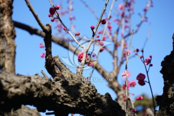 梅花 紅梅