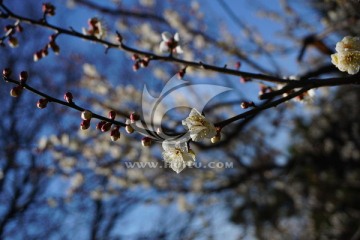 梅花 白梅