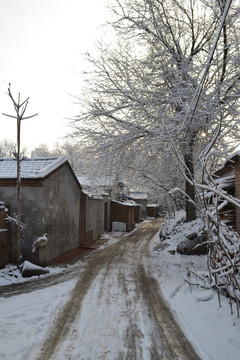 冬天乡村雪景树挂