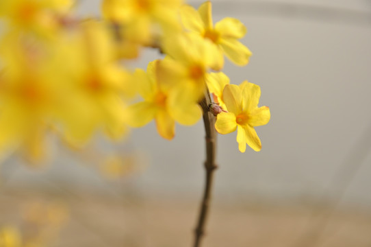 金灿灿的迎春花