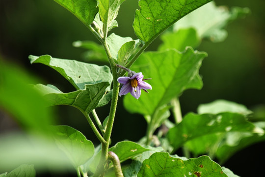 植物 农作物 蔬菜 茄子花