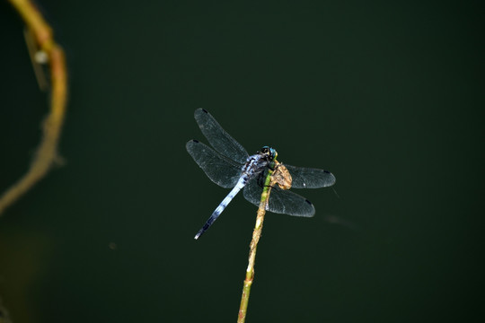 蜻蜓 昆虫